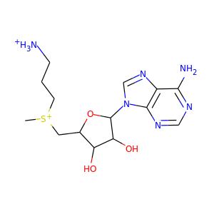 decarboxylated AdoMet